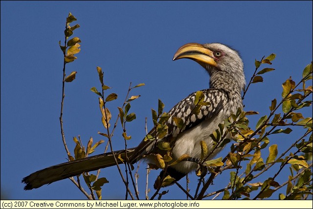 Southern Yellow-billed Hornbill